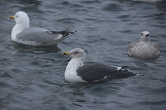 Larus fuscus