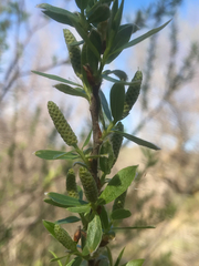 Salix schwerinii