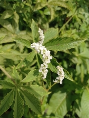 Persicaria segetum