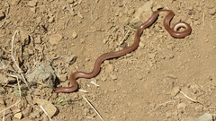 Xerotyphlops vermicularis