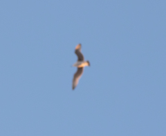 Aves