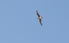 Aves