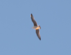 Aves
