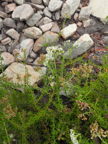 Image of Selago glomerata by (c) Nicola van Berkel, some rights reserved (CC BY-SA)