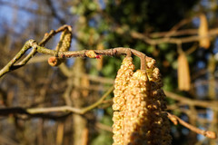 Corylus avellana
