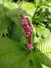 Persicaria hispida