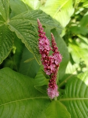 Persicaria hispida