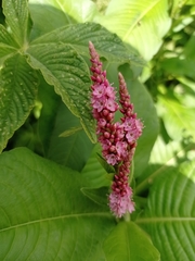 Persicaria hispida