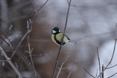 Parus major