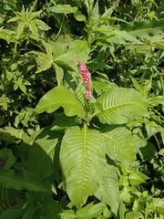 Persicaria hispida