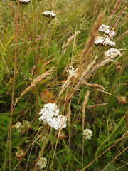 Danielaparra fragmentata