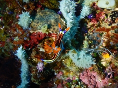 Nembrotha