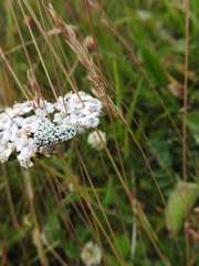 Danielaparra fragmentata