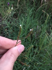 Verbena montevidensis