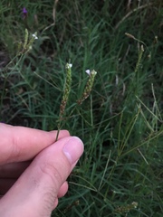 Verbena montevidensis