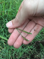 Verbena montevidensis