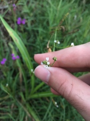 Verbena montevidensis