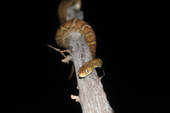 Pseudelaphe flavirufa