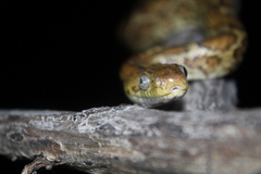 Pseudelaphe flavirufa