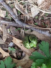 Podophyllum peltatum