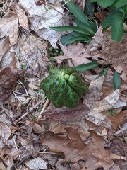 Podophyllum peltatum