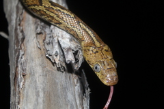 Pseudelaphe flavirufa