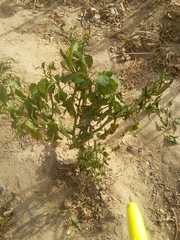 Capsicum annuum