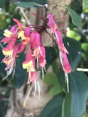 Bauhinia jenningsii