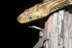 Pseudelaphe flavirufa