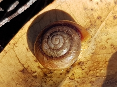 Pommerhelix carmelae