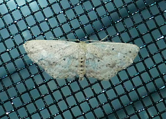 Scopula aemulata