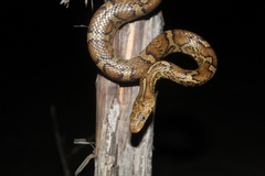 Pseudelaphe flavirufa