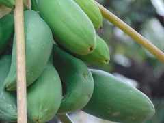 Carica papaya