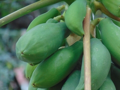 Carica papaya