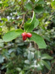 Wikstroemia elliptica