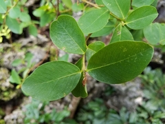 Wikstroemia elliptica