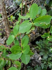 Wikstroemia elliptica