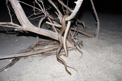 Pseudelaphe flavirufa