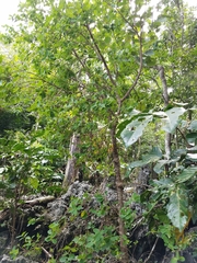 Wikstroemia elliptica