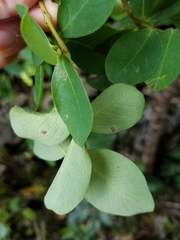 Wikstroemia elliptica