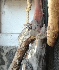 Bassariscus astutus flavus