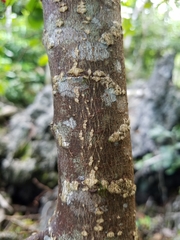 Wikstroemia elliptica
