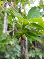 Wikstroemia elliptica