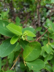 Wikstroemia elliptica