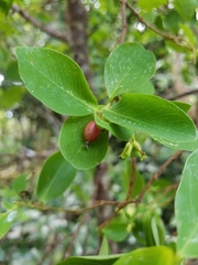 Wikstroemia elliptica