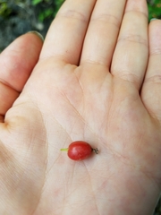 Wikstroemia elliptica
