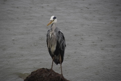Ardea cinerea