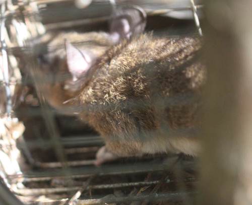 Leopoldamys sabanus