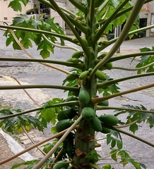 Carica papaya
