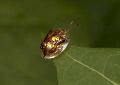 Deloyala fuliginosa